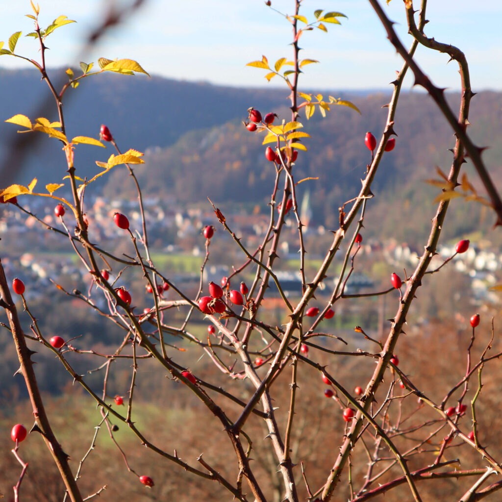 Hagebutten im Sonnenschein, verschwommen im Hintergrund Blaubeuren im Alb-Donau-Kreis