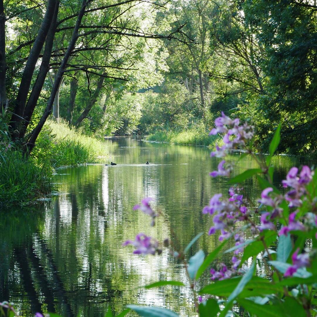 Flusslandschaft mit Blumen, Enten, Wald im Langenauer Ried